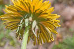 Common dandelion